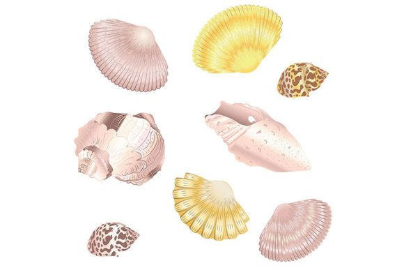 Decorative Seashell Set: Vintage Illustration Collection